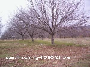 View of Land for sale, plots For sale in Karageorgievo