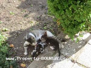 View of Houses For sale in Balgarovo